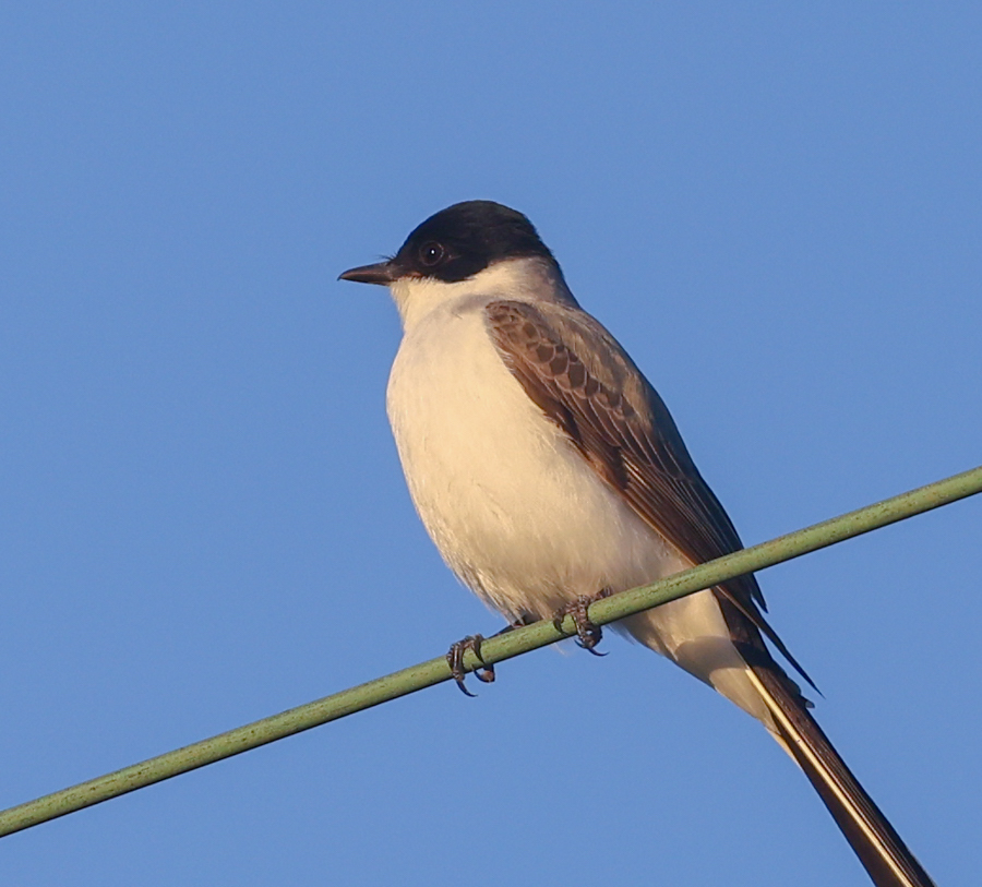 Fork-tailed Flycatcher