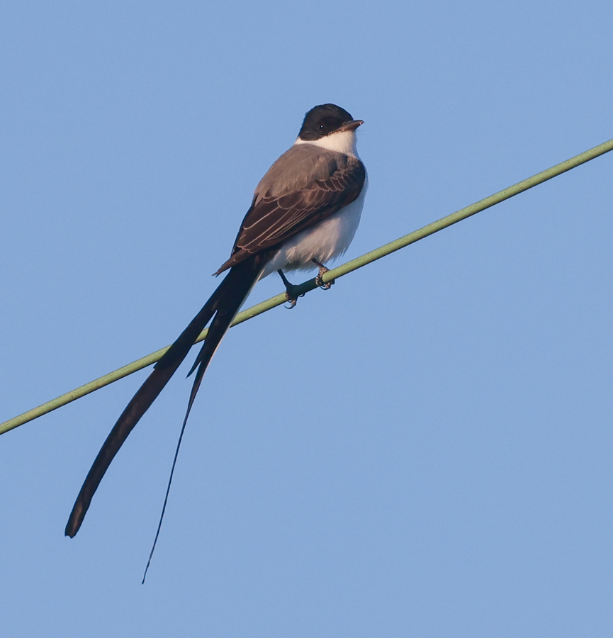 Fork-tailed Flycatcher