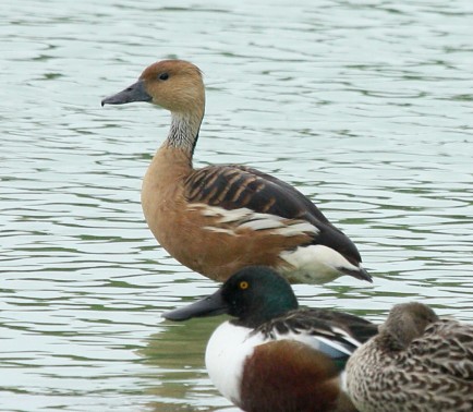 Fulvous Whistling-duck Photo 2