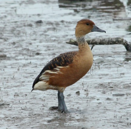 Fulvous Whistling-duck Photo 1