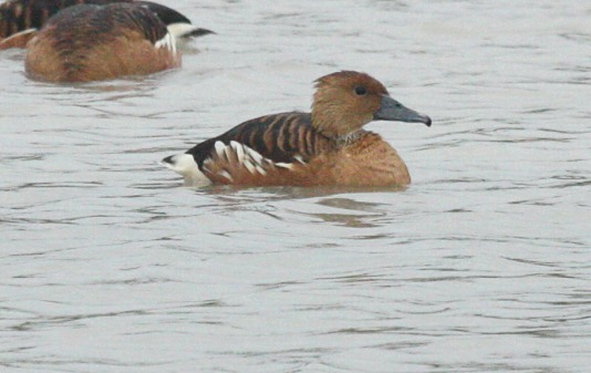 Fulvous Whistling-duck Photo 3