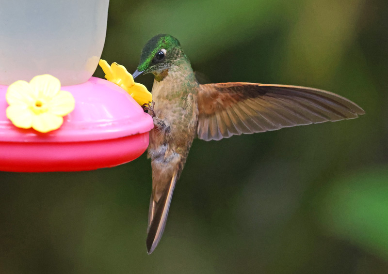 Fawn-breasted Brilliant