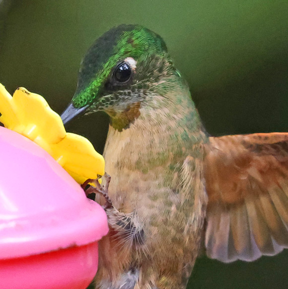 Fawn-breasted Brilliant