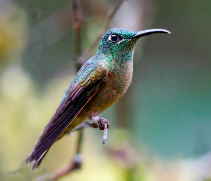 Fawn-breasted Brilliant