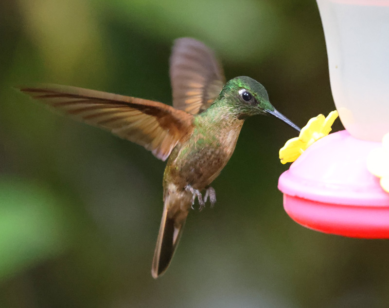 Fawn-breasted Brilliant