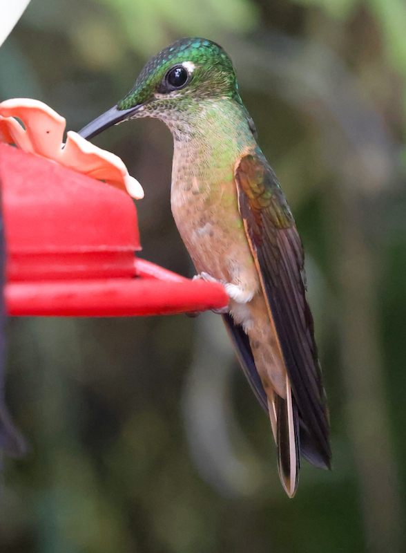 Fawn-breasted Brilliant