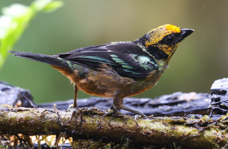 Flame-faced Tanager