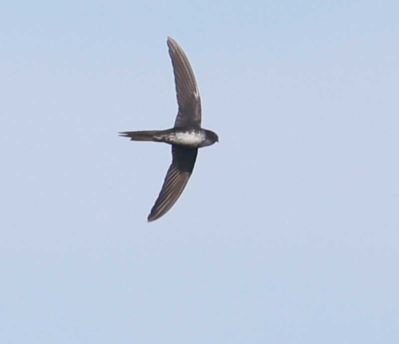 Fork-tailed Palm-swift