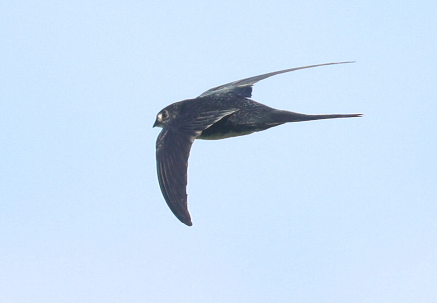 Fork-tailed Palm-swift