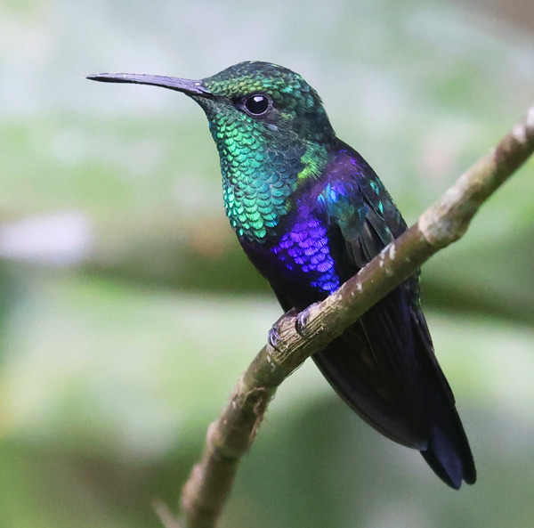 Fork-tailed Woodnymph