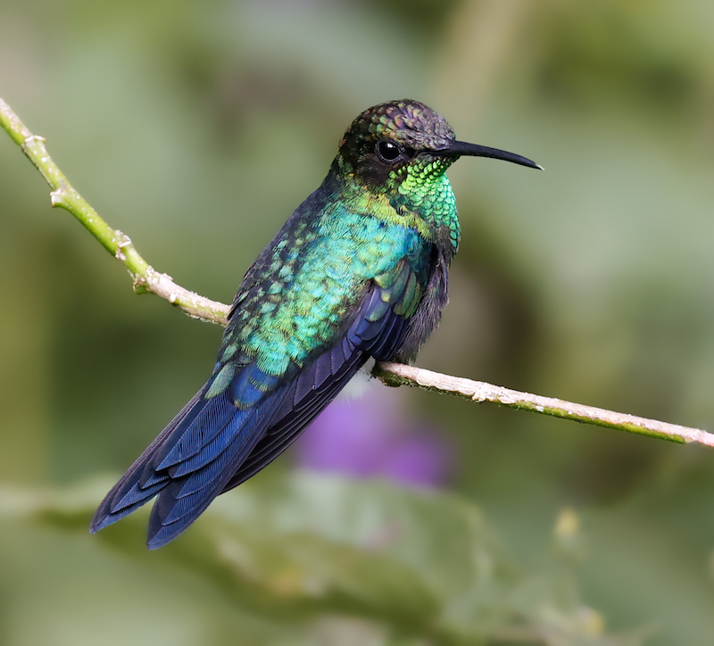 Fork-tailed Woodnymph