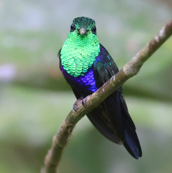 Fork-tailed Woodnymph