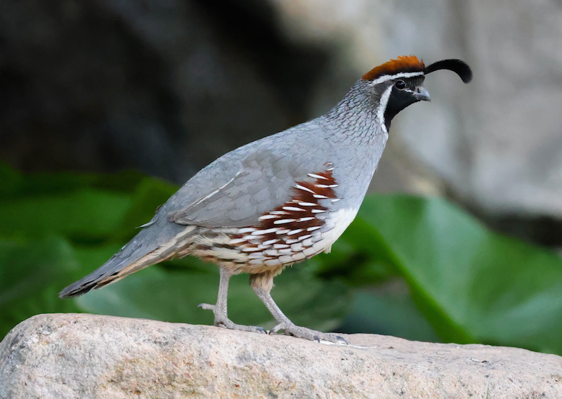 Gambel's Quail photo #1