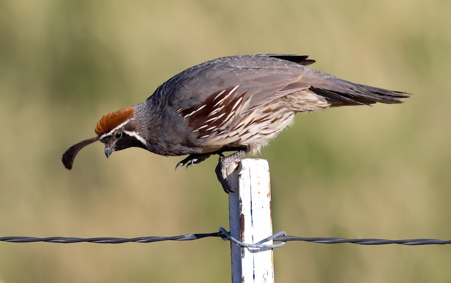 Gambel's Quail photo #3