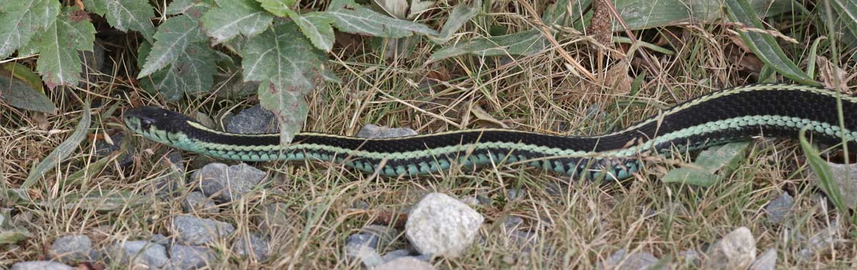 Northwestern Garter Snake (Puget Sound form)