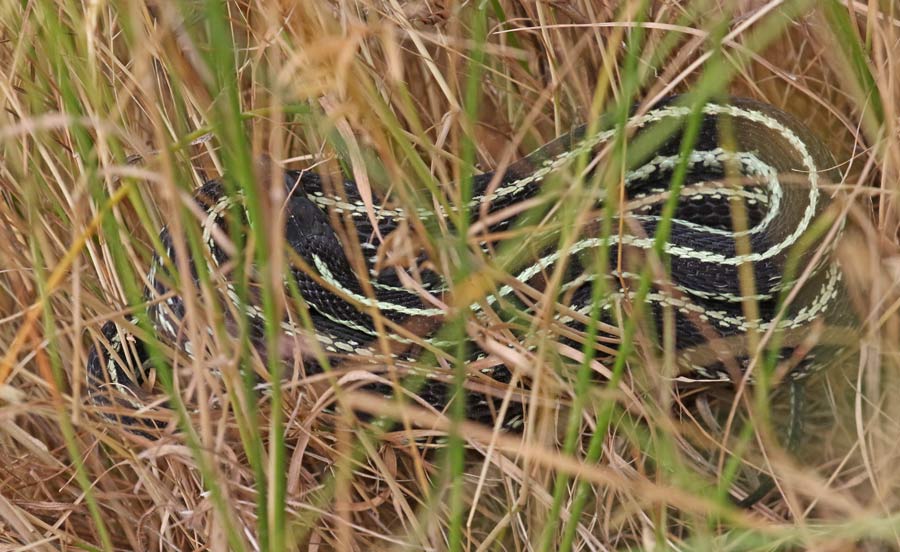 Northwestern Garter Snake (Puget Sound form)