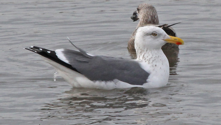 Putative Great Black-backed X Herring Gull hybrid (adult)