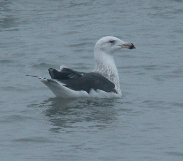 Great Black-backed Gull (3rd cycle)