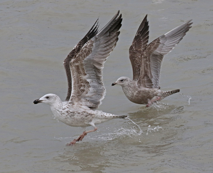 Great Black-backed Gull (2nd cycle)