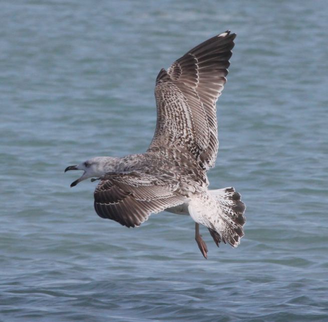 Great Black-backed Gull (1st cycle)