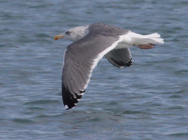 Probable Great Black-backed X Herring Gull hybrid (adult)