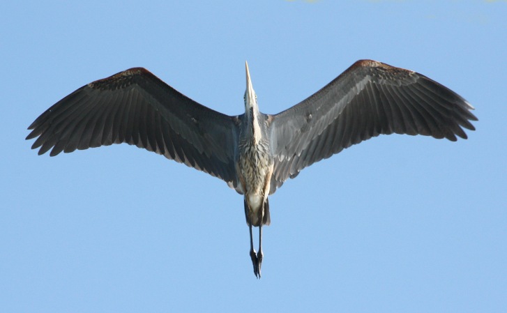 Great Blue Heron (in flight)