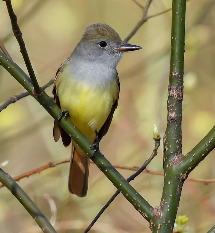 Great Crested Flycatcher