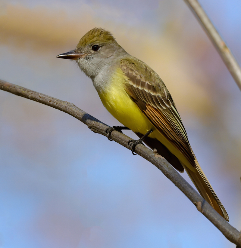 Great Crested Flycatcher