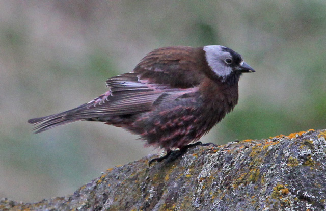 Gray-crowned Rosy-finch