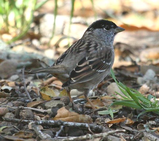 Golden-crowned Sparrow (adult) photo #3
