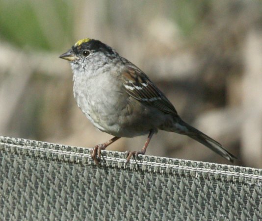 Golden-crowned Sparrow (adult) photo #1