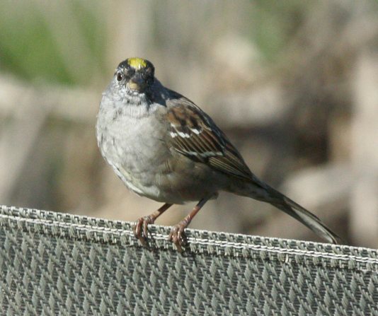 Golden-crowned Sparrow (adult) photo #2