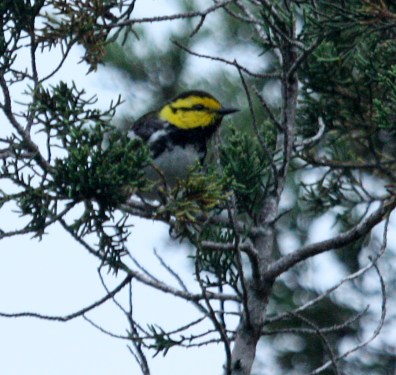Golden-cheeked Warbler photo #1