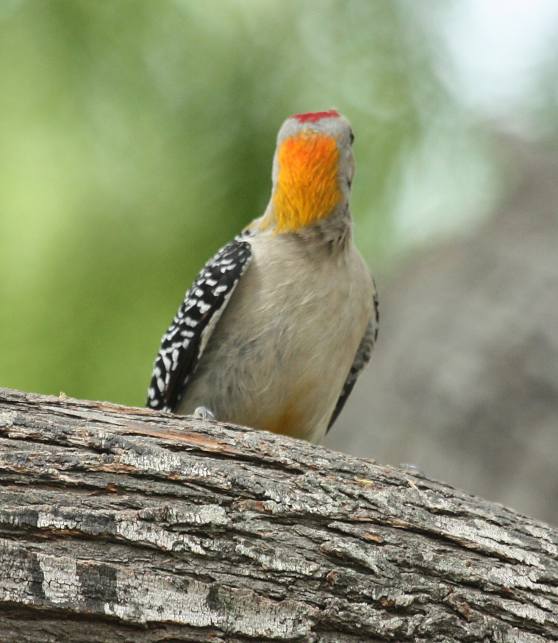 Golden-fronted Woodpecker photo #4