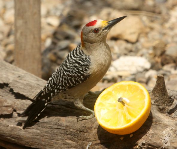 Golden-fronted Woodpecker photo #1