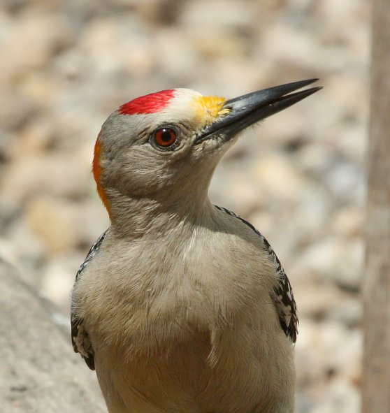 Golden-fronted Woodpecker photo #3