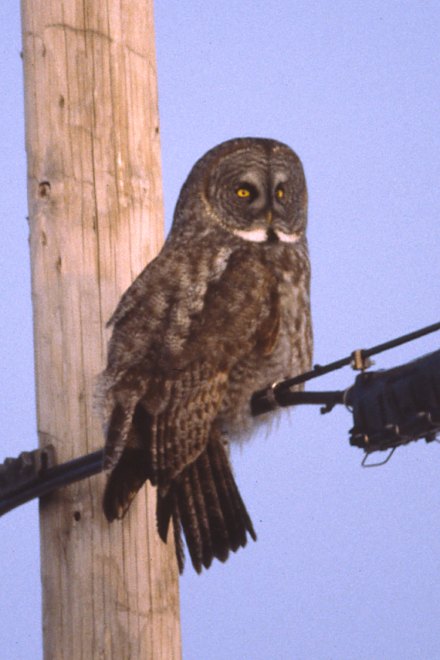 Great Gray Owl photo #1