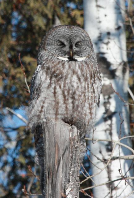 Great Gray Owl photo #2