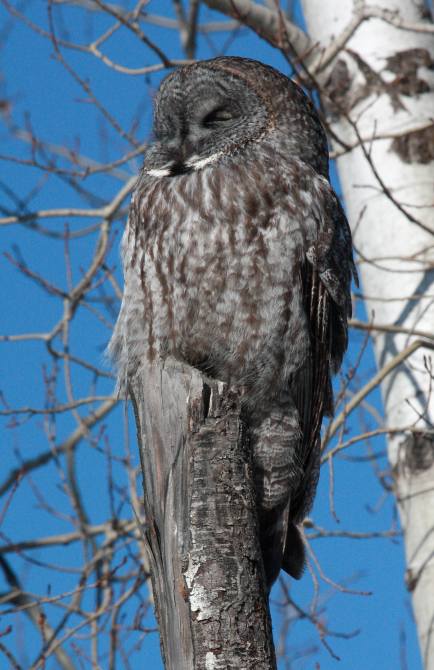 Great Gray Owl photo #4