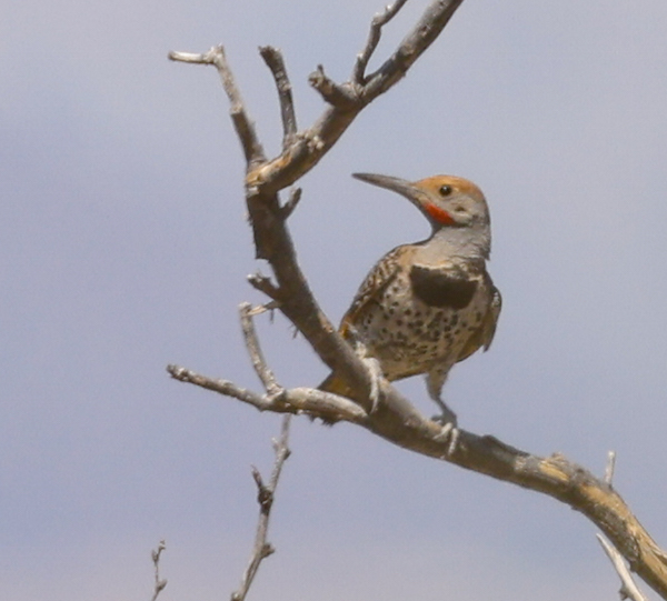 Gilded Flicker