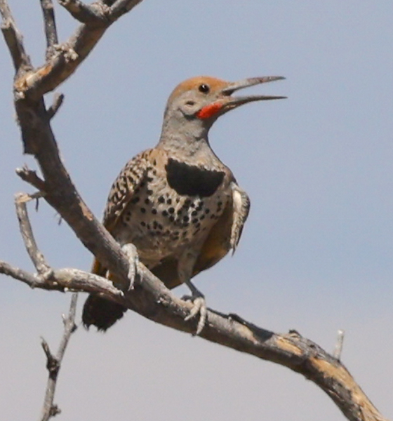 Gilded Flicker