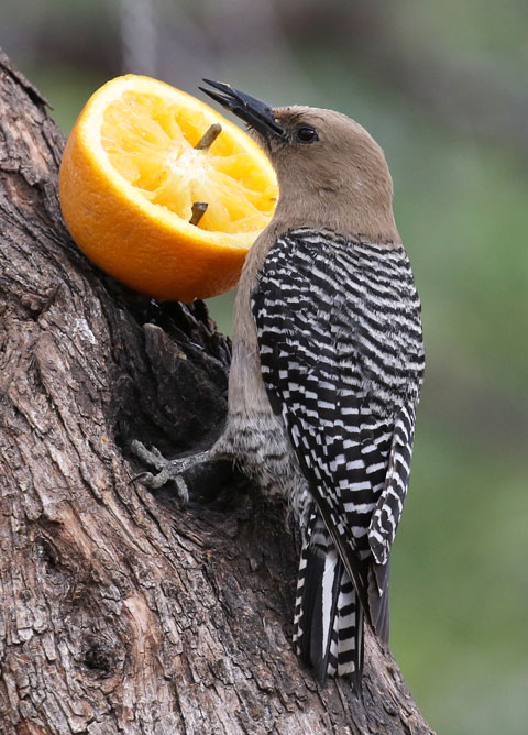 Gila Woodpecker (adult female)