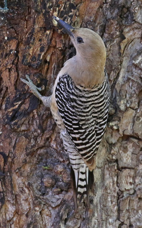 Gila Woodpecker (adult female)