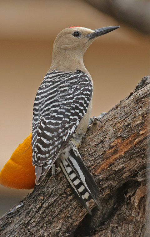 Gila Woodpecker (adult male)