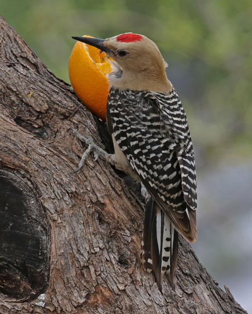 Gila Woodpecker (adult male)
