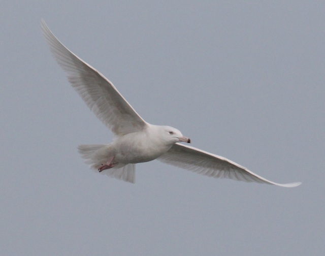 Glaucous Gull (2nd cycle in flight)