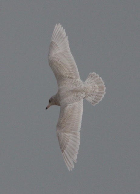 Glaucous Gull (first cycle in flight)