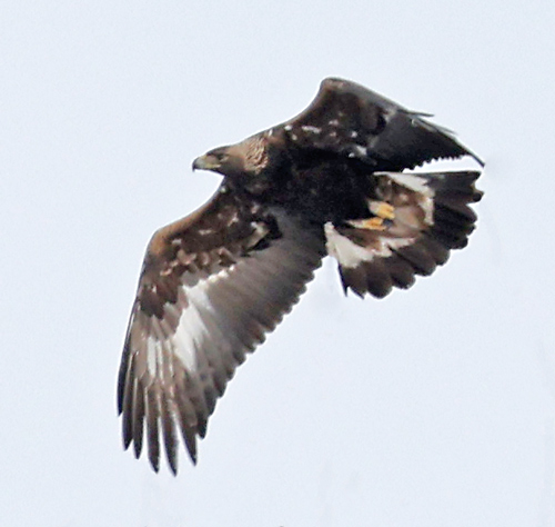 Golden Eagle (immature in flight)