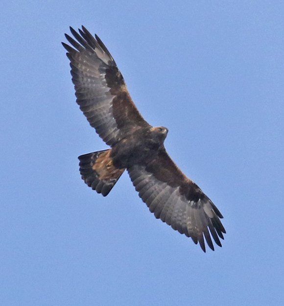 Golden Eagle (adult in flight)