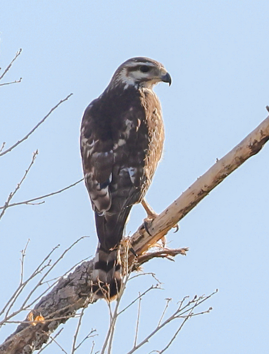 Gray Hawk (juvenile)